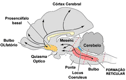 Sistema Reticular
